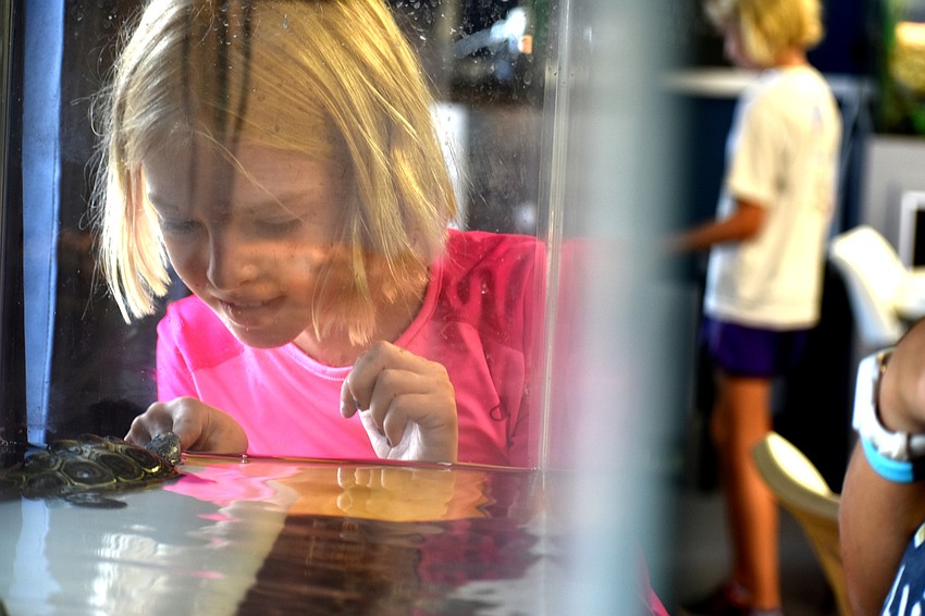 Faith McCue sticks her finger on the glass to attract one of the turtles, Homer.