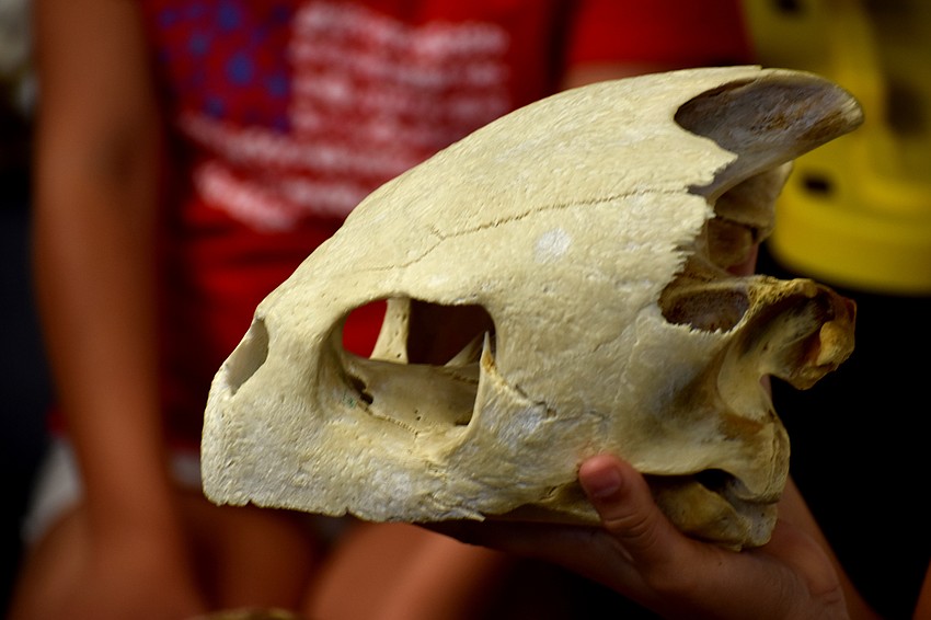 Camp instructor Kiley Gray shows the campers a loggerhead turtle skull.