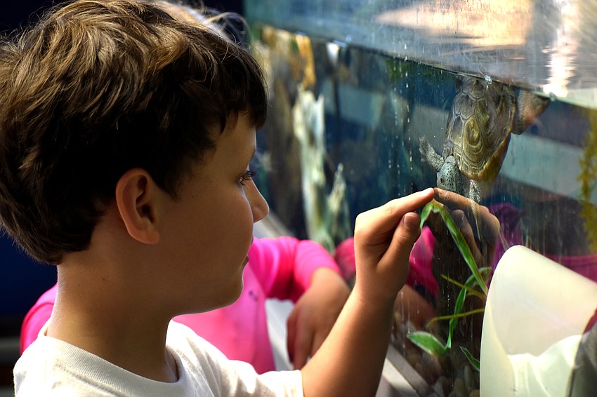 Max Mahler puts his finger to the glass as one of the turtles swims to it.