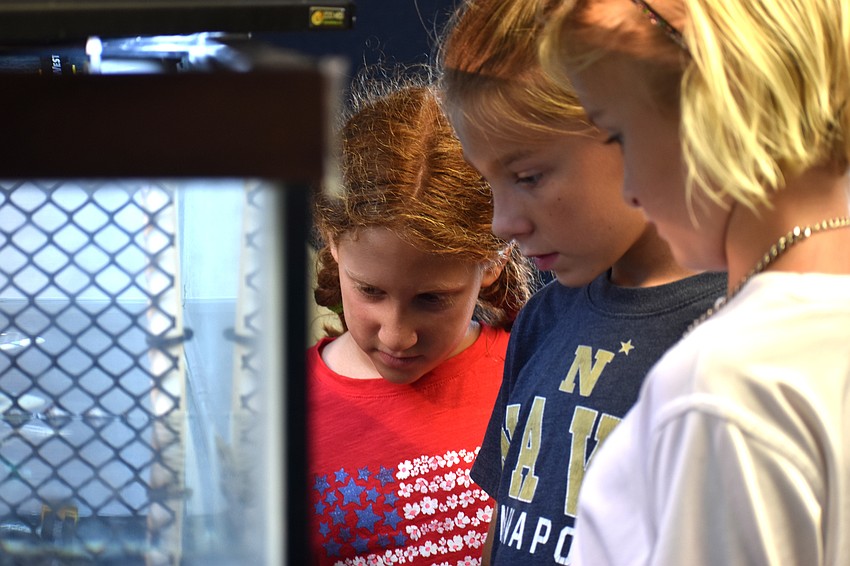 Ruby Jurgiel, Danica Aten and Marin Walters watch the turtles swim around their tank.
