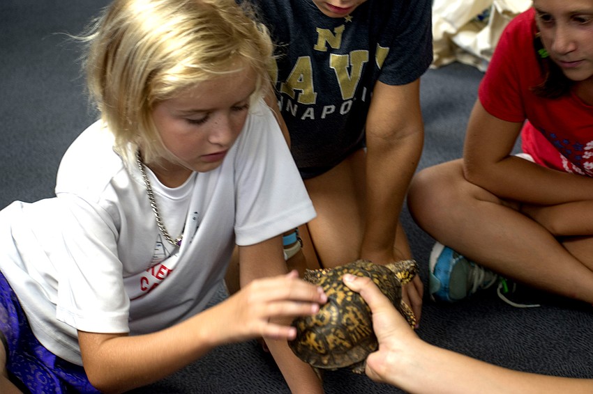 Marin Walters gently pets Sam, one of the turtles.