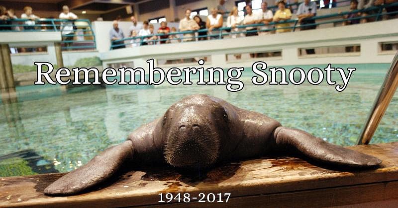 The South Florida Museum will have an open house to honor Snooty on Sept. 10.