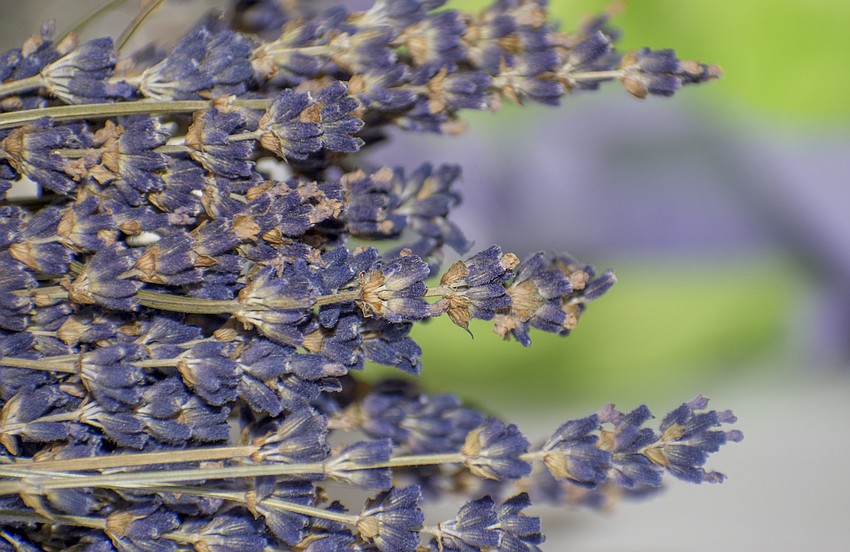 Each of the tables was decorated with lavender.