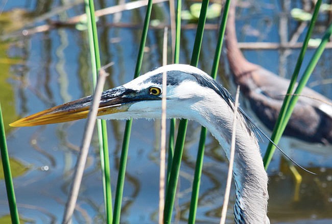 A tricolored heron stalks through the water at Celery Fields in Sarasota.