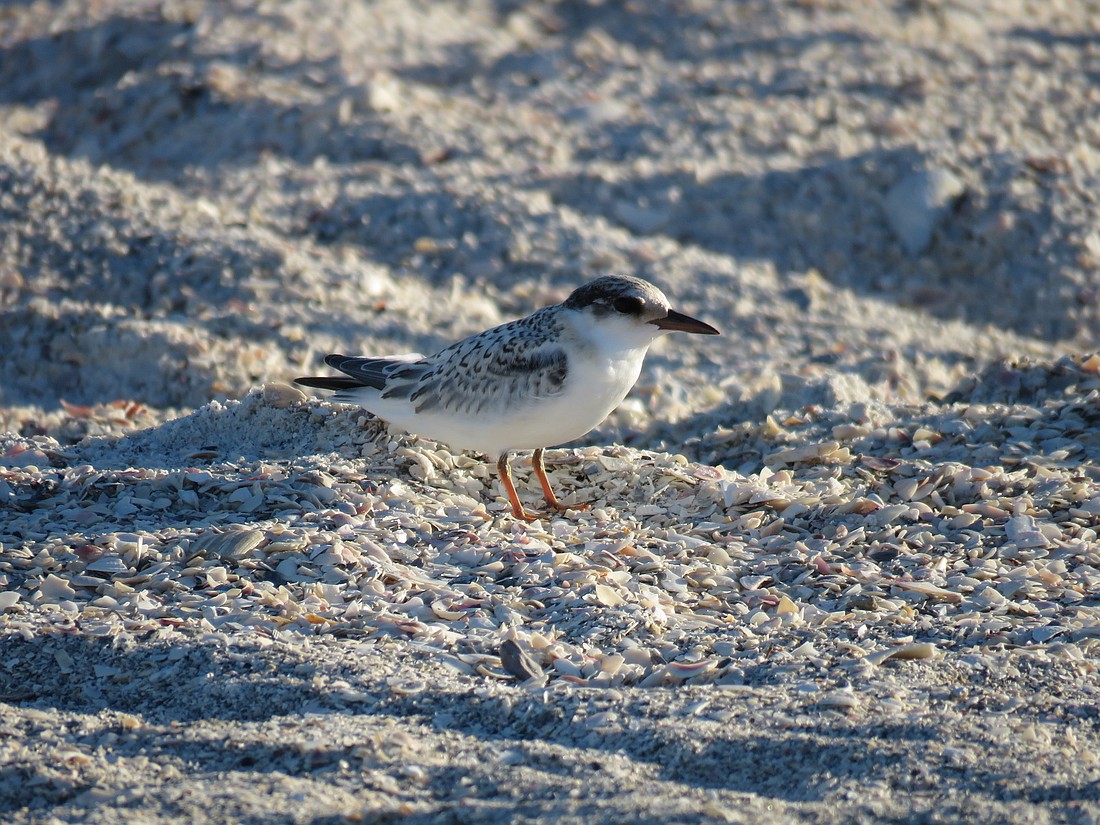A least tern juvenile rests near the colony. The colony was allegedly chased away by a cat at the end of June. Photo courtesy of Greg Taylor.