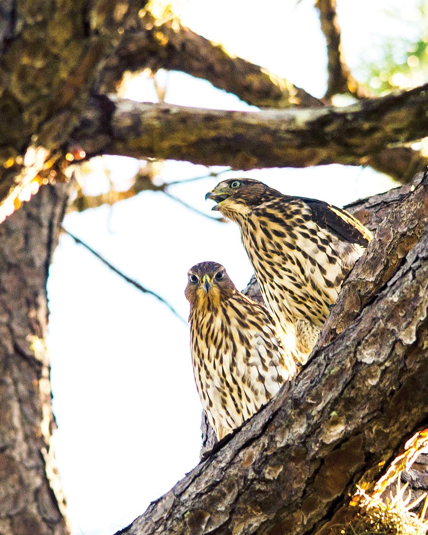 July winner: Tom McGee photographed these two red-shouldered hawks in Sarasota.
