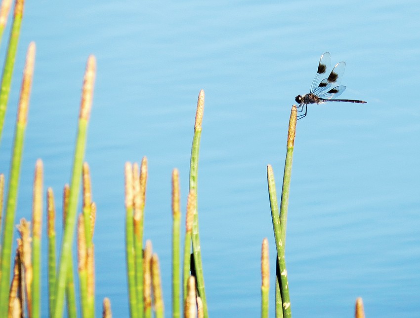 July winner: Pamela Williams photographed this dragonfly at Country Club East in Lakewood Ranch.