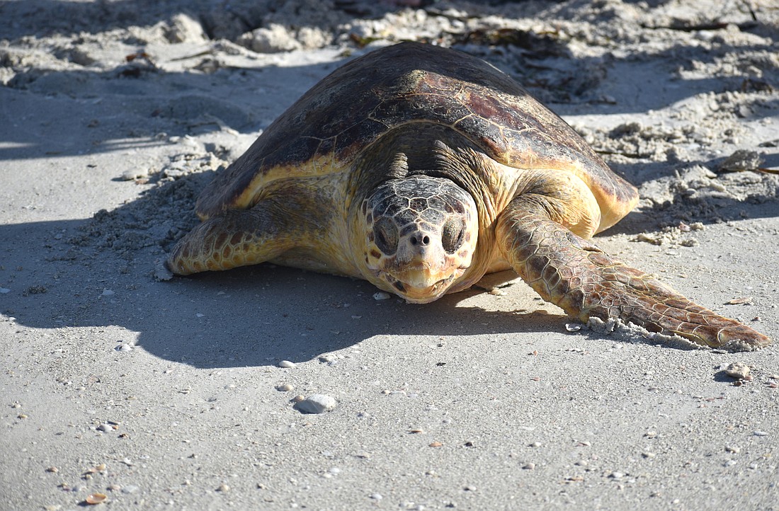 A rehabilitated loggerhead sea turtle named Patti works her way to the Gulf of Mexico off Lido Beach on Aug. 30, 2017.