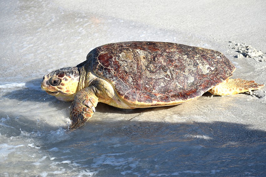 Patti inches closer to the water. As soon as water washed over her, she took off.