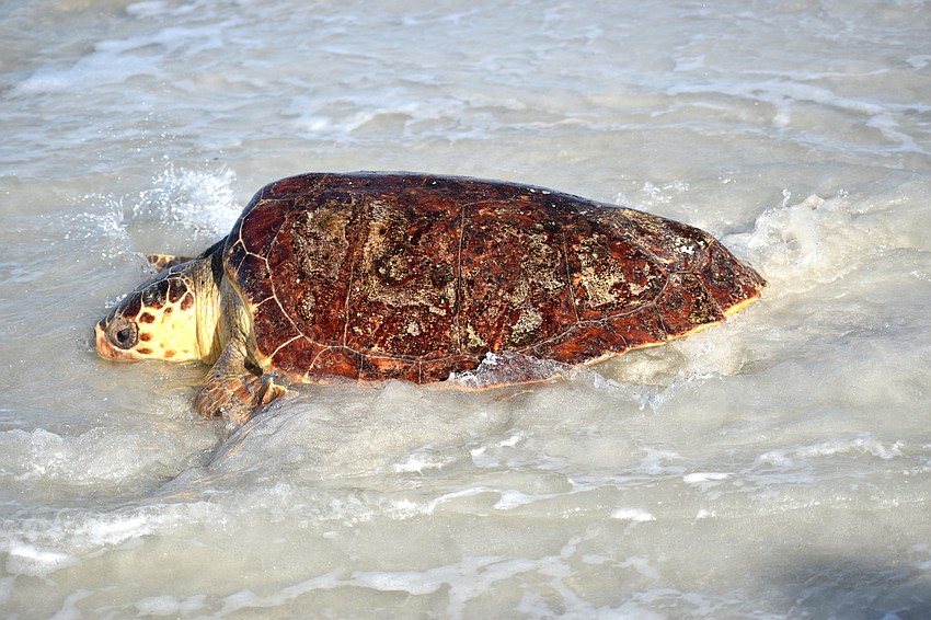 Patti reaches the water and begins her trek home.