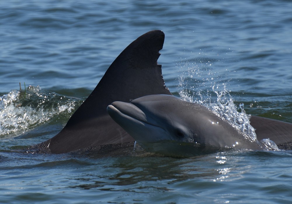 A record number of dolphin calves have been born this season.