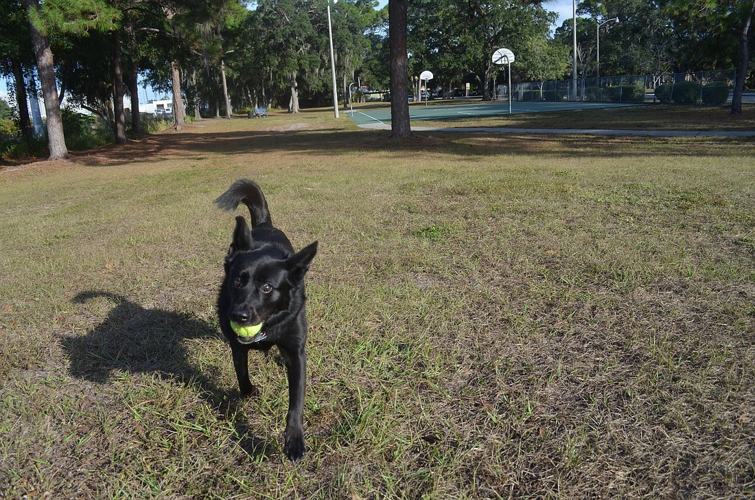 Residents in Gillespie Park and Tahiti Park want space for their dogs to run free.