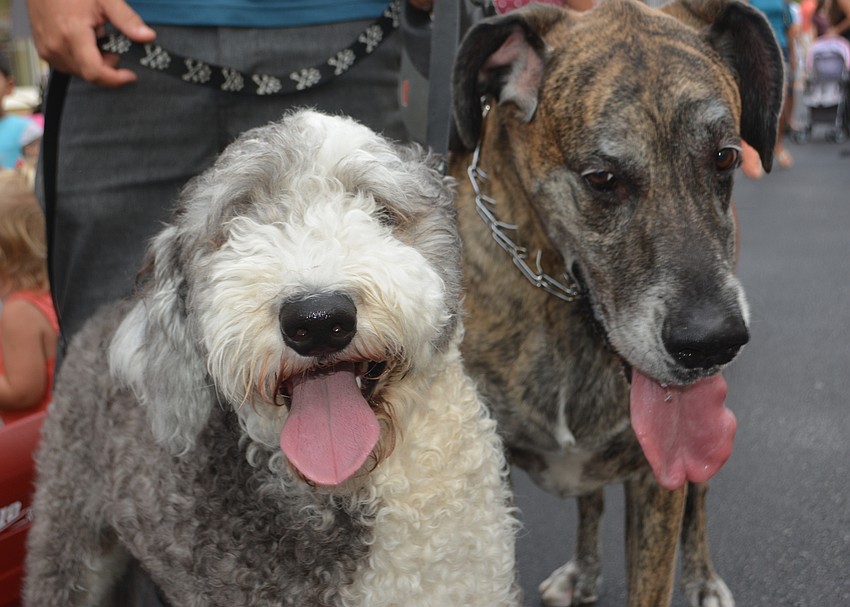 Pepe, a Sheepadoodle, and Reef, a Great Dane, find the best way to lick the heat is to attend Music on Main with owners Marc and Missy Brodeur of Lakewood Ranch.