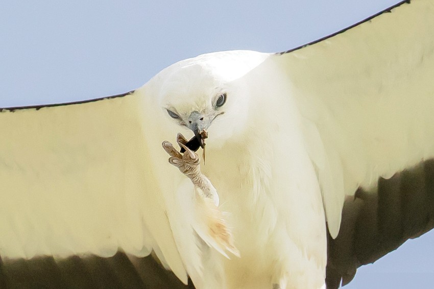 August winner: Phil Stone photographed this swallow-tailed kite as it flies around the hill at Celery Fields just after the grass had been mowed, which disturbed all the insects these kites like to eat.