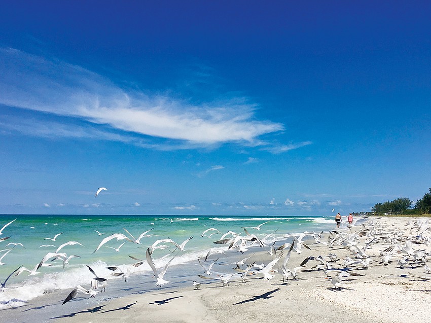 August winner: Sergio Albuquerque captured this photograph of birds taking off from the beach on Longboat Key.