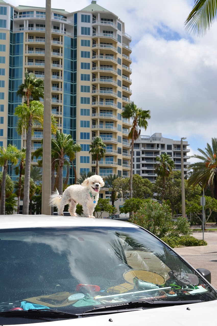 Mark Christner's dog, Butch, surveys the scene in Bayfront Park from the top of Christner's roof. The two sheltered in the vehicle, parked in the Whole Foods garage.