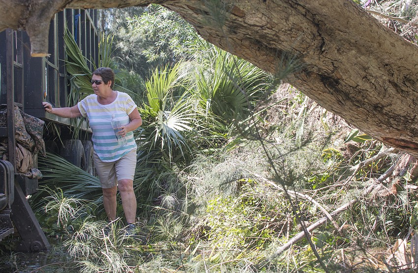Mary Goodan climbs though fallen trees on her way back to her home in the Point Crisp neighborhood on south Siesta Key.
