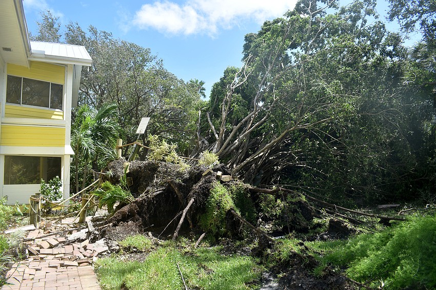 A large tree uprooted to the right of The Lazy Lobster in the Centre Shoppes of Longboat Key. Photo by Katie Johns