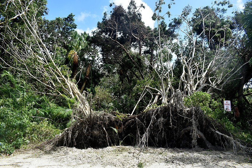 Two trees uprooted in the Friendship Garden at Longboat Island Chapel.  Photo by Katie Johns