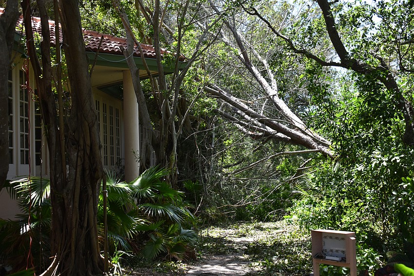 A tree fell onto the side of the former Amore Restaurant property on Longboat Key.  Photo by Katie Johns