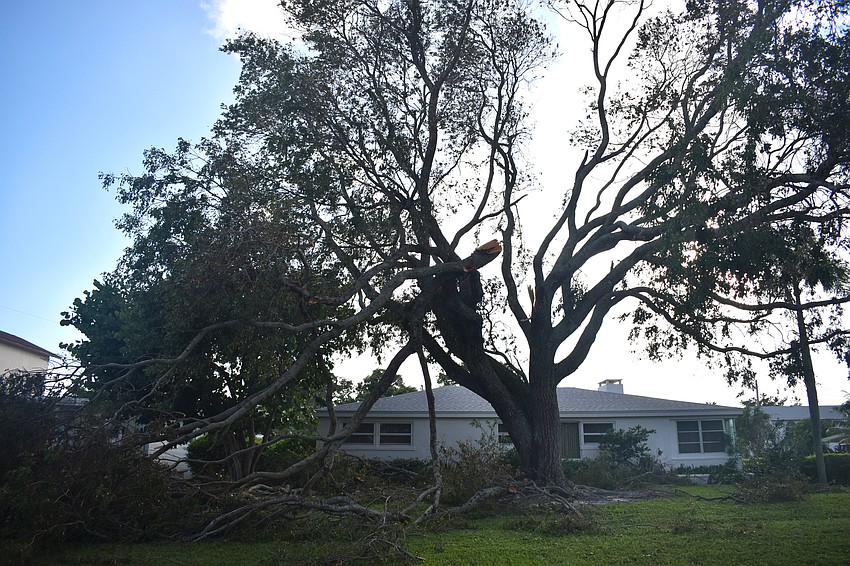 A large tree along Boulevard of the Presidents lost a limb as a result of Hurricane Irma. Photo by Niki Kottmann