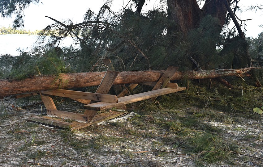 Several trees pinned down overturned picnic tables at South Lido County Park after the storm. Photo by Niki Kottmann