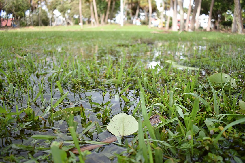 St. Armands Circle Park was covered in puddles following Hurricane Irma. Photo by Niki Kottmann