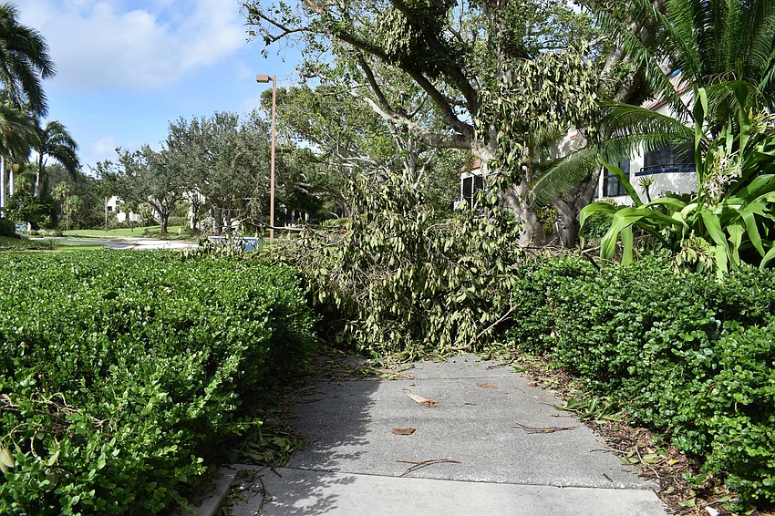 Bay Isles residents were not allowed to drive their cars through their community when Longboat Key residents were allowed back on the island after Hurricane irma Monday because there were too many fallen trees. Photo by Niki Kottmann