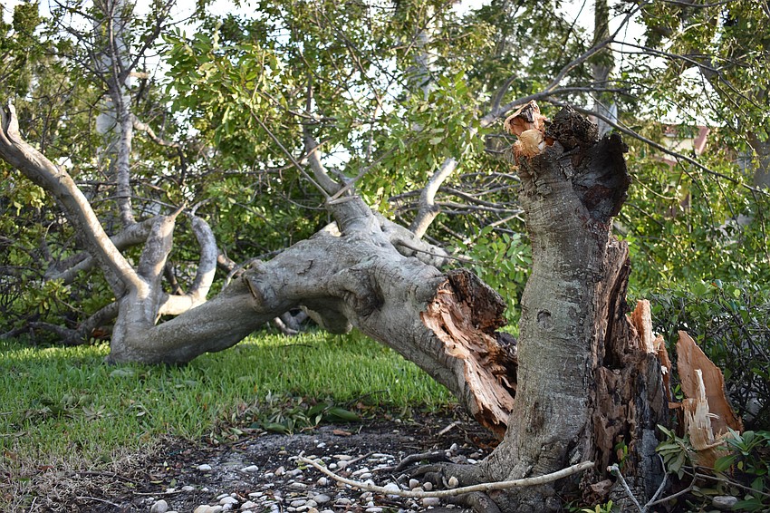 Hurricane Irma knocked over a tree along the edge of the Bird Key Yacht Club parking lot. Photo by Niki Kottmann