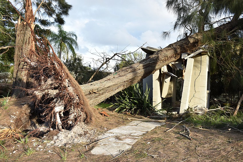 The storm uprooted a tree along John Ringling Boulevard and damaged a structure near Plymouth Harbor. Photo by Niki Kottmann