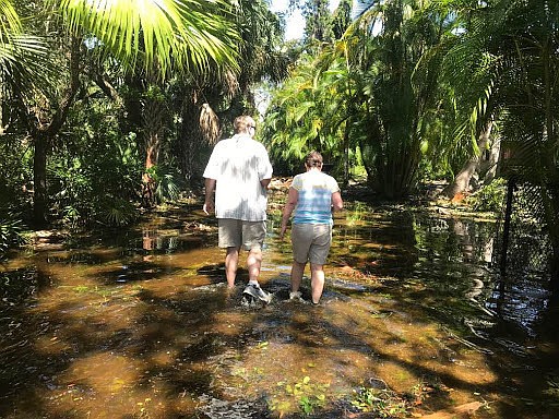 Harry and Mary Goodan walk through flooded streets near the Point Crisp neighborhood on South Siesta Key. A felled tree is blocking entry to the neighborhood.