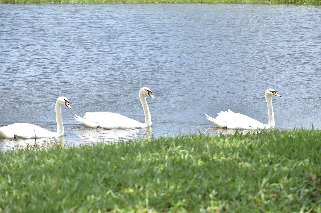 Three of Longboat Key&#39;s swans were swimming near the Harbourside Golf Course on Sept. 11.