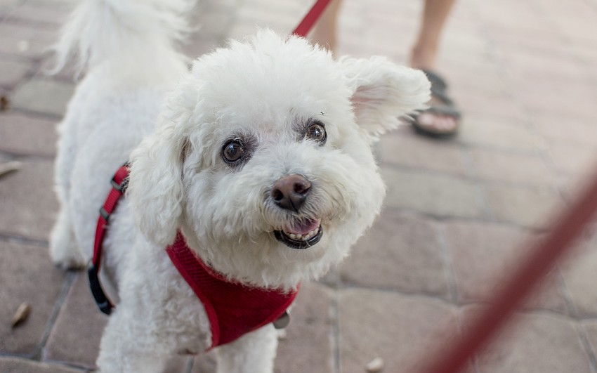 Charlie the bichon frise waits to receive his blessing at Church of the Redeemer on Oct. 1.