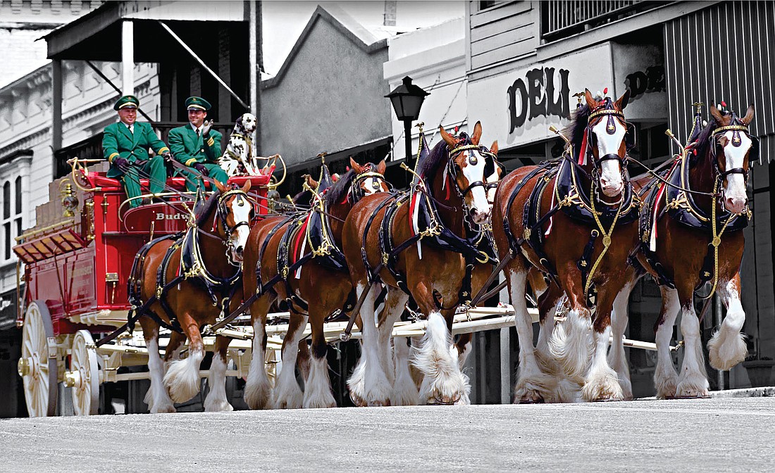 The Budweiser Clydesdales will parade down Lakewood Main Street on Thursday beginning at 6 p.m.