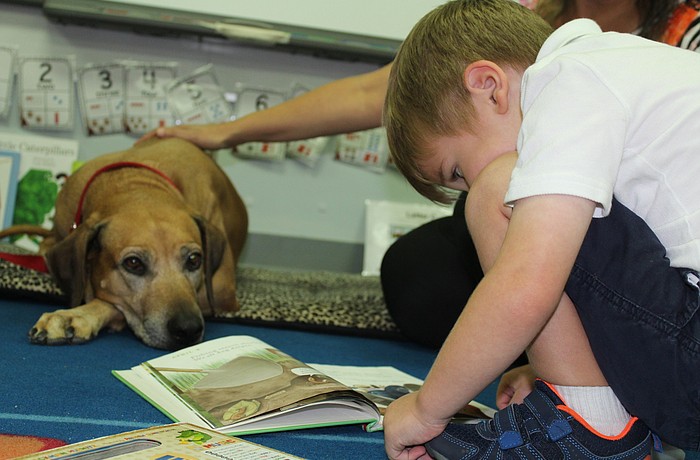 Braden River Elementary pre-K student Finn Heffernan practices his reading with Shumba.