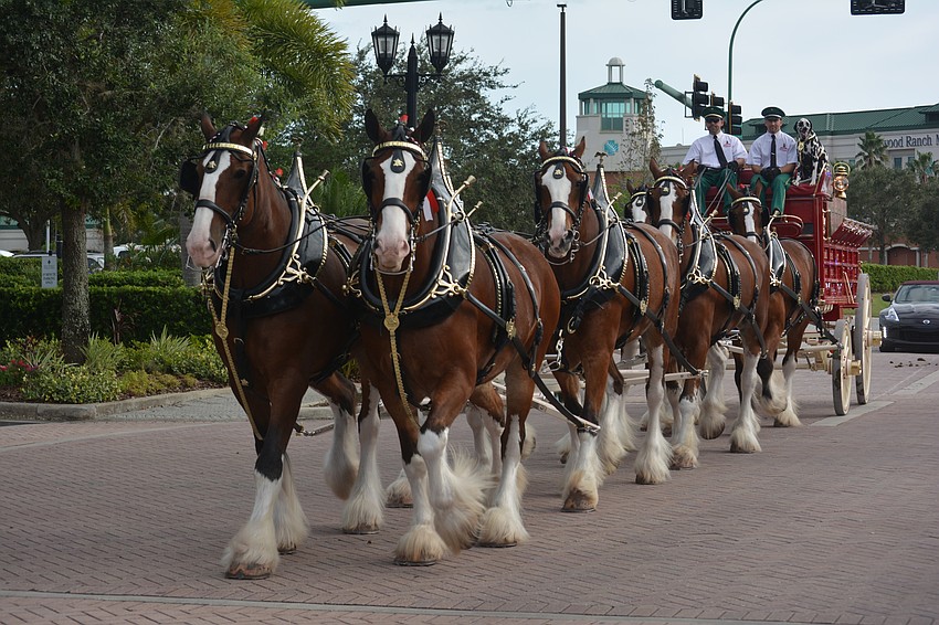 The Budweiser Clydesdales begin their march down Lakewood Main Street on Thursday in celebration of Gold Coast Eagle Distributing earning the Ambassadors of Excellence Award from Anheuser-Busch.