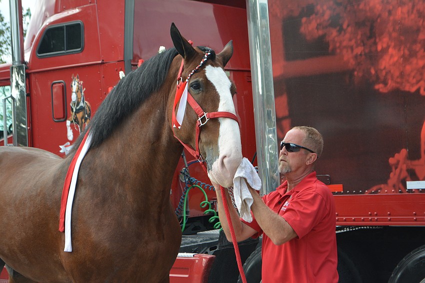 David West can't let a Clydesdale go to work with a dirty face.