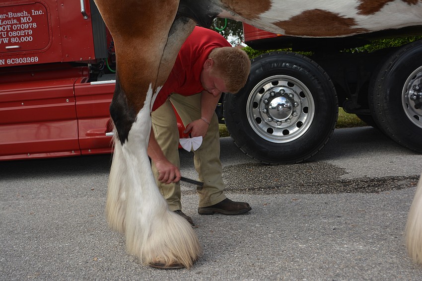 Brady Janssen obviously has a lot of trust in the majestic horses as he goes underneath to do a little foot combing.