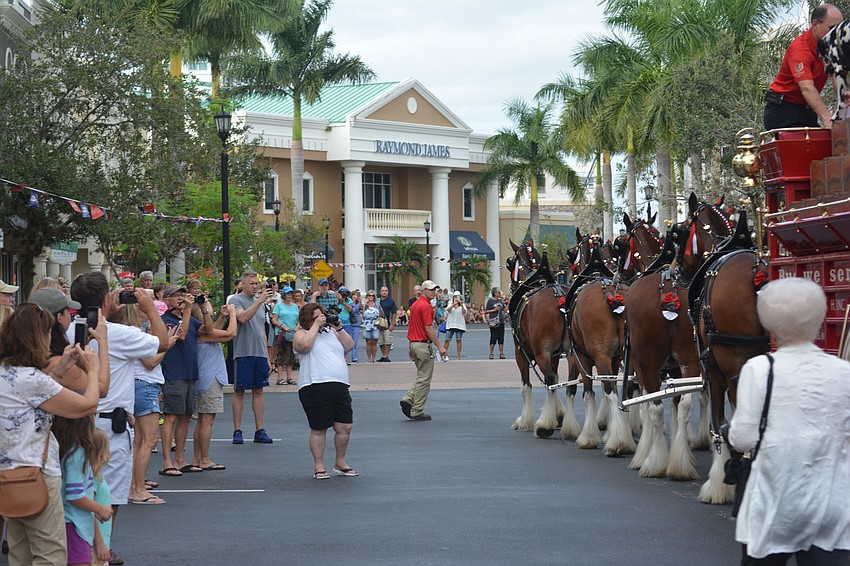 It seemed as if everyone along Lakewood Main Street had a camera to capture the Clydesdales visit.