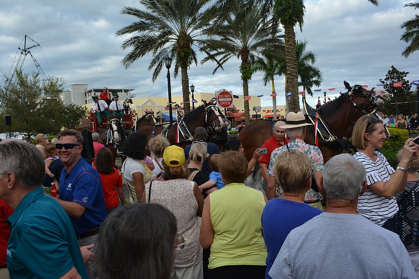 Hundreds of spectators were allowed to get up close and personal with the Clydesdales.