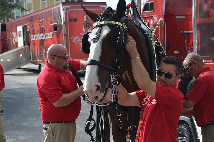 The Clydesdales, who were shipped from their home base in St. Louis,  were very calm as they were prepped for the march.