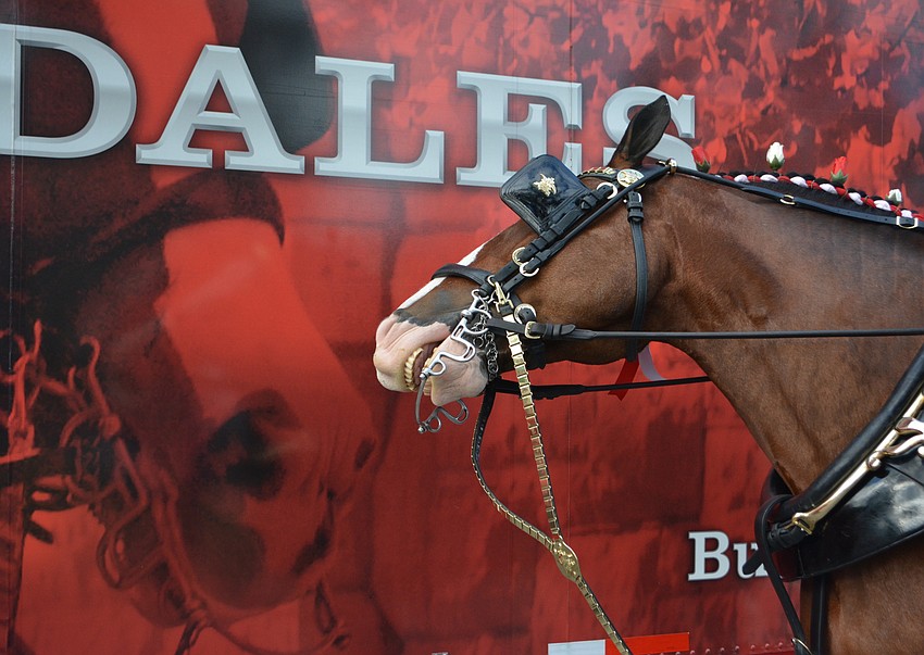 Do you think this Clydesdale realizes this is only a painting on the side of the truck?