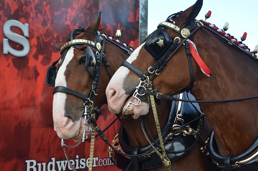 Each Clydesdale must weigh between 1,800 and 2,300 pounds to be on the team.