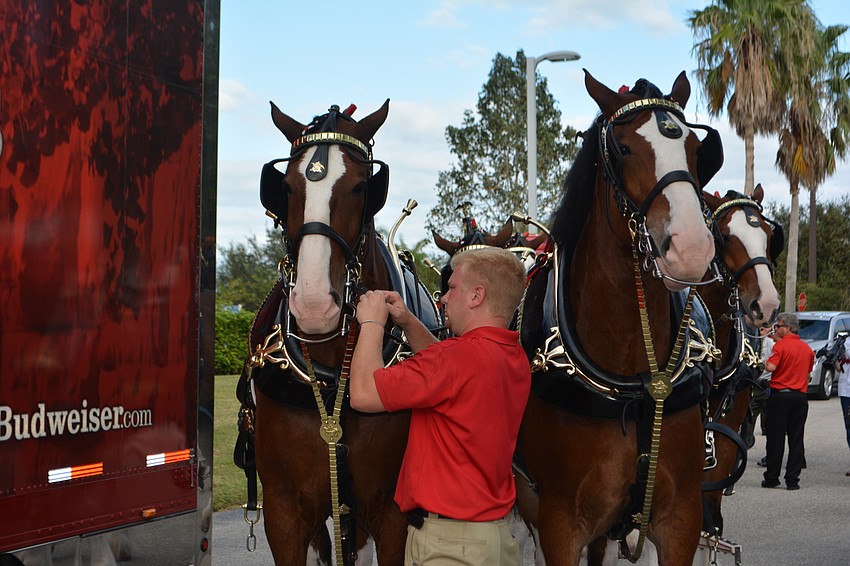 The final Clydesdales are hitched to the team. Eight Clydesdales pull the wagon with two kept in reserve.