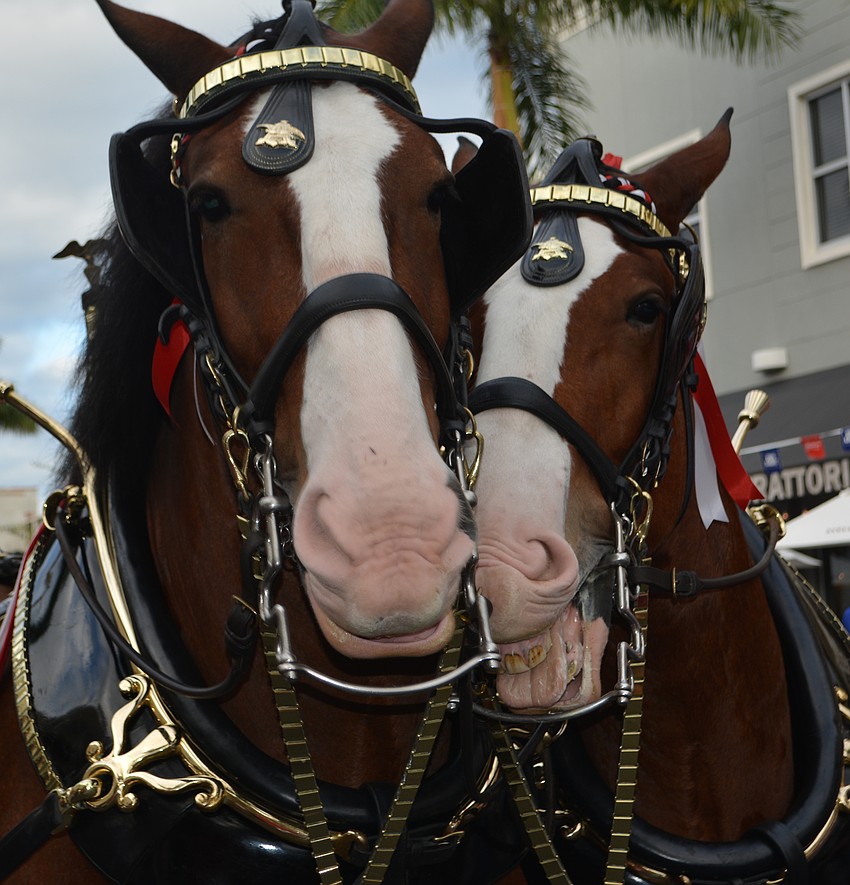 A little snuggling takes place before the Clydesdales go to work.