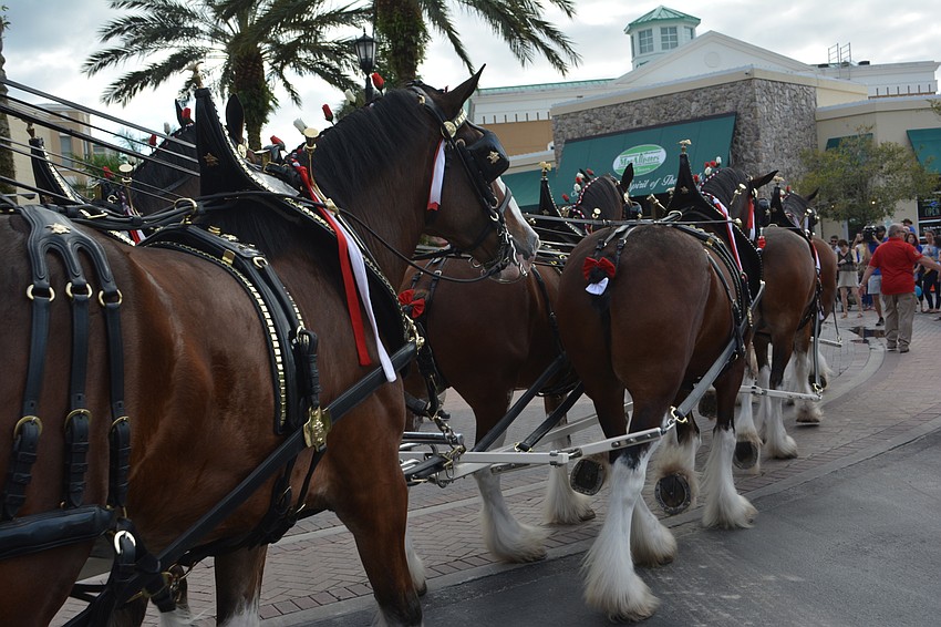 Clydesdales must be at least 4 before they can pull the wagon.