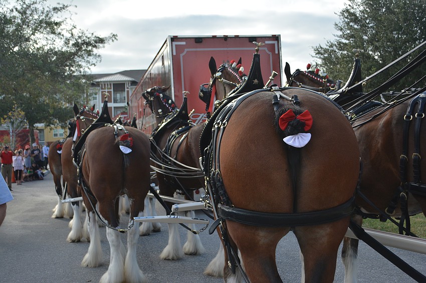 Every last part of the Clydesdales is groomed for the exhibition, from head to tail.
