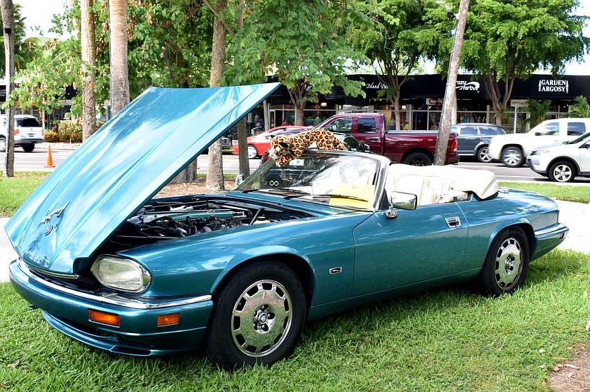 Jaguars from across the country were on display at St. Armands Circle Park on Oct. 14.