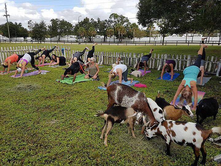 Participants of farm&#39;s first goat yoga class practice yoga at Fruitville Grove.