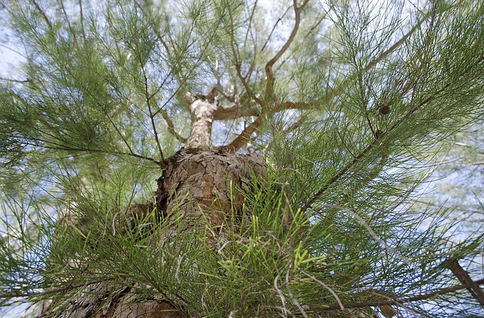 WANTED: Australian pines, dead. REWARD: Up to $1,500.